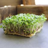 Насіння мікрозелені Кольраби 10 г - купить | Good Harvest