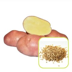 Семена картофеля Краса 0,01 г 11.1026 фото