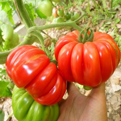 Насіння томатів Грибне лукошко Gl Seeds 0,1 г 11.1278 фото