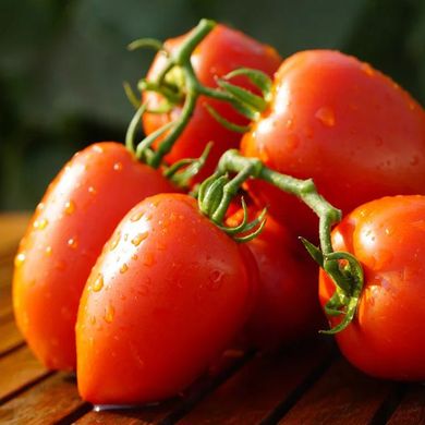 Насіння томатів Діно F1 Clause Садиба Центр 8 шт 11.2483 фото