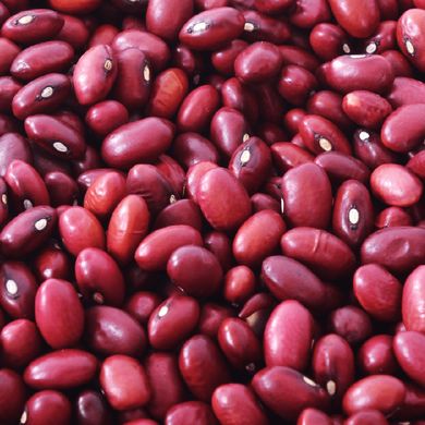 Семена фасоли на зерно Рубиновая Звезда кустовая Яскрава 20 г 11.1604 фото