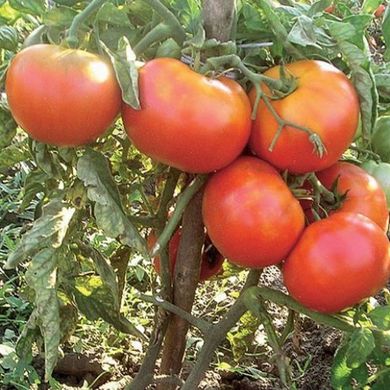 Насіння томатів Загадка 0,1 г 11.1323 фото