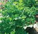 Семена петрушки листовой Новас Clause 1,5 г