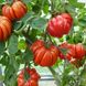 Насіння томатів Грибне лукошко Gl Seeds 0,1 г