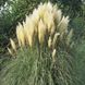 Насіння пампасна трава (Cortaderia selloana) Legutko 0,02 г