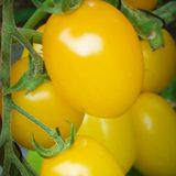 Насіння томатів Де Барао золотий 0,1 г - купить | Good Harvest