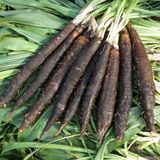 Насіння скорцонери Дуплекс чорний корінь GL 0,5 г - купить | Good Harvest
