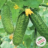 Семена огурцов Анника F1 Satimex Садыба 10 шт - купить | Good Harvest