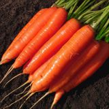 Насіння моркви Лосиноостровська Яскрава 3 г - купити | Good Harvest