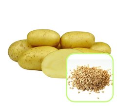 Семена картофеля Триумф Агромакси 0,01 г 11.1031 фото