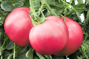 Деформированные помидоры узнать больше
