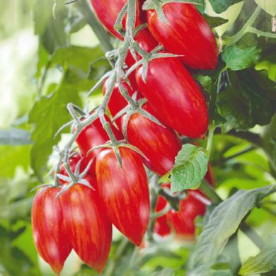 Насіння томатів Райські свічки 0,1 г 11.2492 фото
