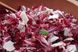 Насіння салату качанного Палла Росса цикорний 1 г