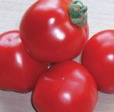 Насіння томатів Шаста F1 HM.Clause INC 10 шт - купить | Good Harvest