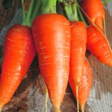 Насіння моркви Каротель Яскрава 3 г - купити | Good Harvest