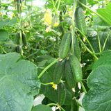 Семена огурцов Мирабелл F1 Seminis Агропак 10 шт - купить | Good Harvest