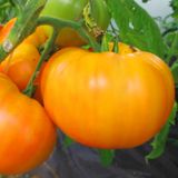 Насіння томатів Апельсин Gl Seeds 0,1 г - купить | Good Harvest