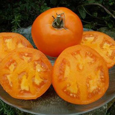Семена томатов Апельсин Gl Seeds 0,1 г 11.1987 фото