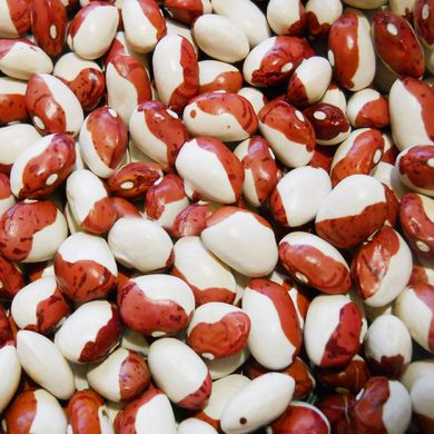 Семена фасоли на зерно Красная Шапочка кустовая Яскрава 20 г 11.1607 фото