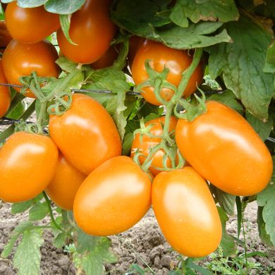 Семена томатов Де Барао оранжевый , 0,1 г 11.1365 фото