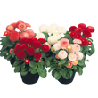 Насіння квітів і трав Насіння дворічних квітів — купити в інтернет магазині Good Harvest