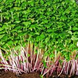 Насіння мікрозелені капуста мікс 10 г - купити | Good Harvest