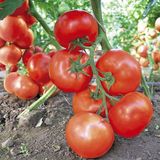 Насіння томатів Махітос F1 Rijk Zwaan 8 шт - купити | Good Harvest
