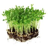 Горох насіння мікрозелені 20 г - купить | Good Harvest
