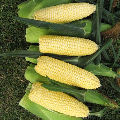 Насіння кукурудзи Парус F1 Gl Seeds 20 г 11.1040 фото