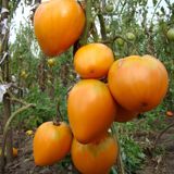 Насіння томатів Серце Ашхабада С-Март 25 шт - купить | Good Harvest