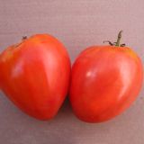 Насіння томатів Волове серце червоний Gl Seeds 0,1 г - купить | Good Harvest