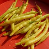 Насіння квасолі спаржева жовта Масляний король Gl Seeds 10 г - купить | Good Harvest