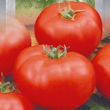 Насіння томатів Товстий Джек 0,1 г - купить | Good Harvest