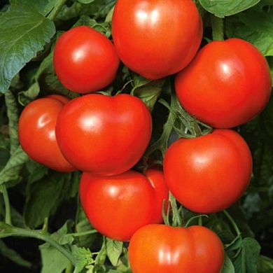 Семена томатов Ляна 3 г 11.2041 фото
