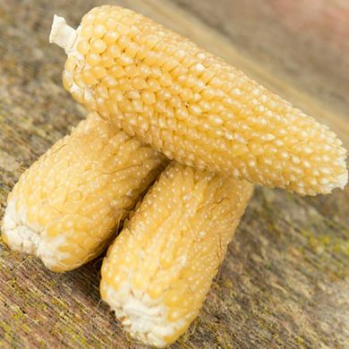 Насіння кукурудзи Попкорн 50 г 11.1035 фото