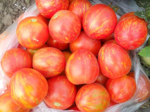 Насіння томатів Амурський тигр 0,1 г 11.0590 фото