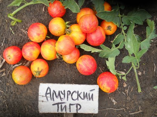 Семена томатов Амурский тигр 0,1 г 11.0590 фото