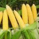 Семена кукурузы Лакомка Агромакси 20 г