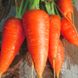 Насіння моркви Каротель Яскрава 20 г