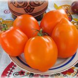 Насіння томатів Золото Ілліні 0,1 г - купить | Good Harvest