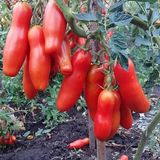 Семена томатов Забава Gl Seeds 0,1 г - купить | Good Harvest