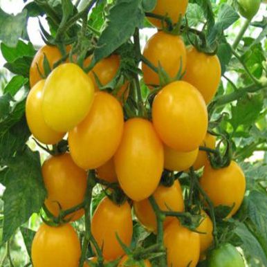 Насіння томатів Оберіг Legutko Агропакгруп 0,2 г 11.2287 фото