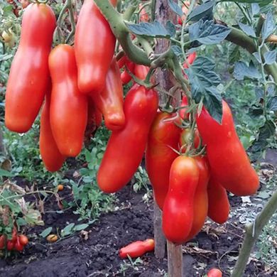 Насіння томатів Забава Gl Seeds 0,1 г 11.2274 фото