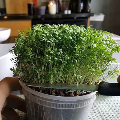 Семена микрозелени Кресс-салат микс 10 г 19.0223 фото
