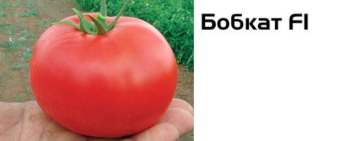 Насіння томатів Бобкат F1 Syngenta 100 шт 11.0601 фото