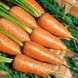 Насіння моркви Кампіно Satimex Садиба 10 г