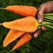 Семена моркови Кампино Satimex Садыба 10 г