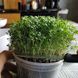 Насіння мікрозелені Кресс-салат мікс 10 г