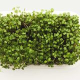 Люцерна насіння мікрозелені 5 г - купити | Good Harvest