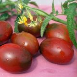Семена томатов Де Барао черный 0,1 г - купить | Good Harvest